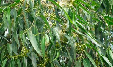 LAS PROPIEDADES MEDICINALES DEL EUCALIPTO ES FUROR EN ALGUNAS PERSONAS QUE USAN SUS HOJAS PARA PREVENIR EL CORONAVIRUS