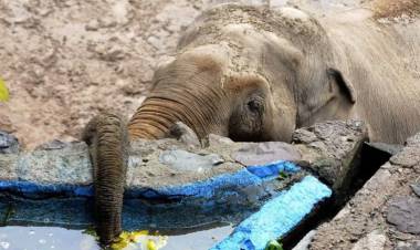 PIDEN QUE TRASLADEN CUATRO ELEFANTES QUE ESTÁN EN MENDOZA A UN SANTUARIO DE ENTRE RÍOS