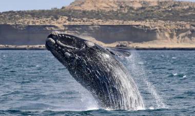 POR EL CORONAVIRUS POSTERGARON EL INICIO DE LA TEMPORADA DE AVISTAJE DE BALLENAS EN PUERTO PIRÁMIDES