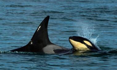 POR PRIMERA VEZ AVISTAN UNA CRÍA DE ORCAS FRENTE A LAS COSTAS DE RÍO NEGRO
