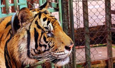 EN SAN LUIS BUSCAN REUBICAR A 4 TIGRES DE BENGALA QUE VIVEN EN CONDICIONES DE HACINAMIENTO