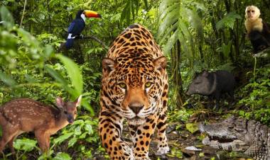 JUJUY: EL PARQUE NACIONAL CALILEGUA PROPONE UN ENCUENTRO CON LA SELVA Y LA COSMOVISIÓN GUARANÍ