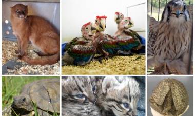 DURANTE EL AÑO 2021 EL GOBIERNO DE SAN LUIS RECUPERÓ A MÁS DE 300 ANIMALES SILVESTRES