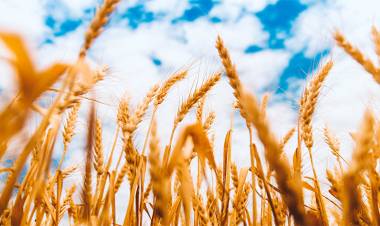 EL TRIGO SIN TECHO: ALCANZÓ UN RÉCORD HISTÓRICO EN CHICAGO Y SUPERÓ LOS U$S448