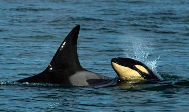 LANZARON LA TEMPORADA DE AVISTAJE DE ORCAS EN CHUBUT