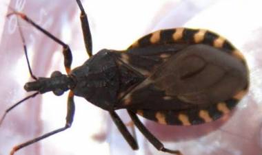 DESPUÉS DE 15 AÑOS DE QUE FUERA SANCIONADA: REGLAMENTARON LA LEY DE CHAGAS