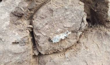 PARTIDO DE MAR CHIQUITA: NUEVO HALLAZGO PALEONTOLÓGICO EN CAMET NORTE