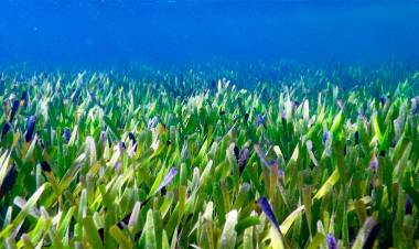 IMPRESIONANTE DESCUBRIMIENTO EN AUSTRALIA: HALLARON LA PLANTA MÁS GRANDE DEL MUNDO Y TIENE 4.500 AÑOS