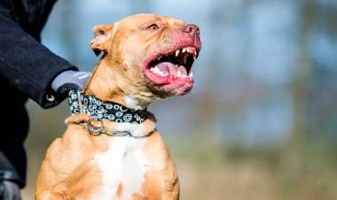 EN CORRIENTES UNA NIÑA FUE ATACADA POR UN PERRO PITBULL Y MURIÓ: EL PERRO FUE SACRIFICADO