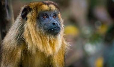 COMO MEDIDA DE PROTECCIÓN, DOS PROVINCIAS DEL NEA YA DECLARARON MONUMENTO NATURAL AL MONO CARAYÁ