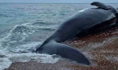 YA SON 13 BALLENAS MUERTAS EN LAS COSTAS DE CHUBUT: CRECE LA HIPÓTESIS DE LA INTOXICACIÓN POR LA "MAREA ROJA"
