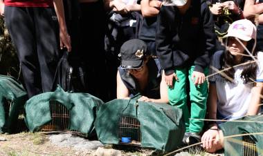 MES DE LAS AVES: LA NATURALEZA DE MOGOTE BAYO EN LA PROVINCIA DE SAN LUIS RECIBIÓ A 22 AVES QUE VOLVIERON A VIVIR EN LIBERTAD