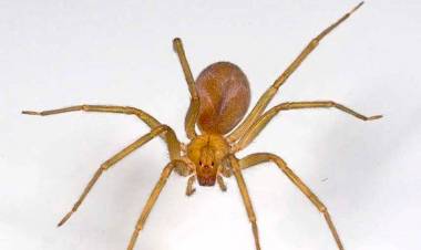 BUENOS AIRES: UNA BEBA DE 18 MESES MURIÓ TRAS SER PICADA POR UNA ARAÑA