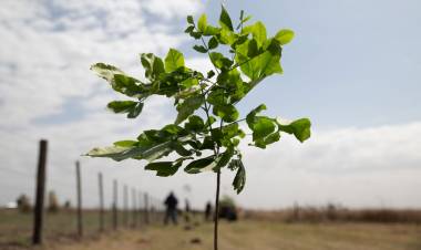 EN SAN LUIS PLANTARON MÁS DE 250 MIL ÁRBOLES PARA MITIGAR LOS EFECTOS DEL CAMBIO CLIMÁTICO
