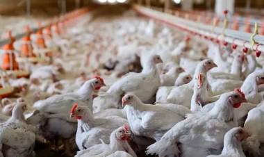 SENASA: CONFIRMARON NUEVOS CASOS POSITIVOS DE INFLUENZA AVIAR EN GRANJAS COMERCIALES