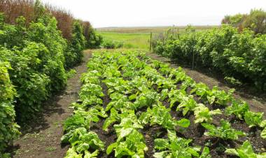 TIERRA DEL FUEGO: INCLUSIÓN A TRAVÉS DE LA HUERTA