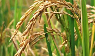 ESTE MES LA TIERRA SABE A ARROZ