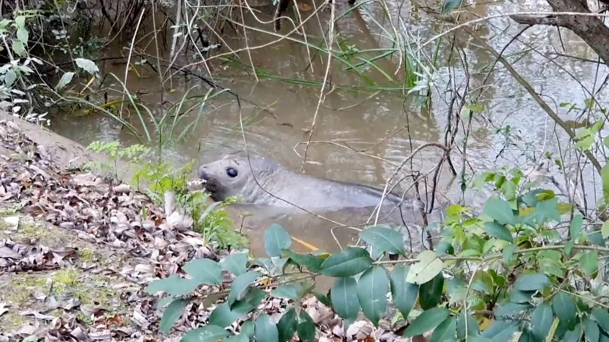 BUENOS AIRES: INTENTARON RESCATAR UNA ELEFANTA MARINA EN EL DELTA DE SAN FERNANDO