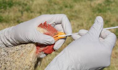 SANIDAD ANIMAL: INFLUENZA AVIAR, ESTRATEGIA REGIONAL