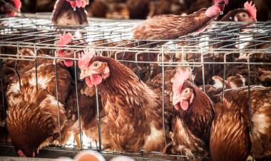 GRIPE AVIAR: CHILE SUSPENDE LAS EXPORTACIONES AVÍCOLAS TRAS DETECTAR EL PRIMER CASO