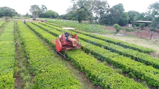 MISIONES: 100 AÑOS DE NUESTRO TÉ