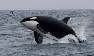 LA SEMANA DE LAS ORCAS COMENZARÁ EL JUEVES EN CHUBUT