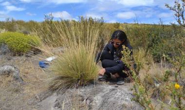 RÍO NEGRO: PLANTAS TÓXICAS QUE AFECTAN AL GANADO