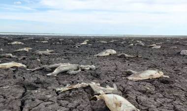 INTA: SE SECARON 34.000 LAGUNAS EN CORRIENTES, LAS DESGARRADORAS SECUELAS QUE DEJÓ LA NIÑA