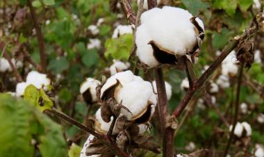 CHACO: NUEVO ALGODÓN SALE A LA CANCHA