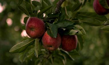 PROTECCIÓN VEGETAL EN RÍO NEGRO: MOSCA DEL MEDITERRÁNEO
