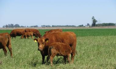 SAN LUIS: LA GANADERÍA EN PRIMERA PERSONA 