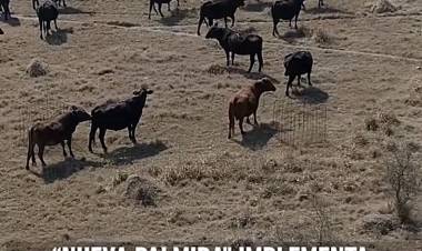 SANTA FE: MANEJO PRODUCTIVO EN BOVINOS