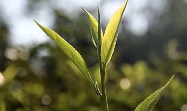 MISIONES: CINCO DÉCADAS DE ESTUDIO DEL TÉ