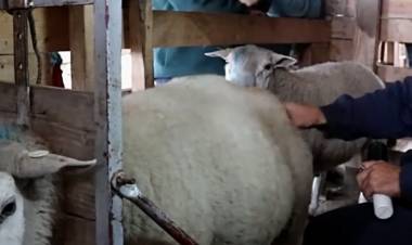 CHUBUT: MEJORA GENÉTICA EN OVINOS