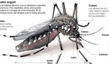 HAY MÁS DE 54 MIL CASOS POSITIVOS Y SON 42 LOS MUERTOS POR DENGUE EN EL PAÍS: CREEN QUE EL BROTE SEGUIRÁ HASTA MAYO