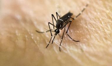 LA PROVINCIA DE SANTA FE CONFIRMÓ 15.000 CASOS DE DENGUE