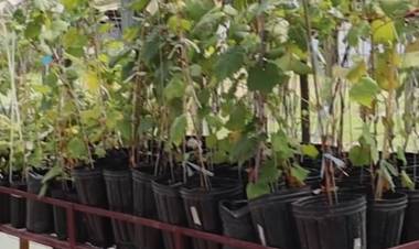 SALTA: CULTIVOS DE VID IN VITRO