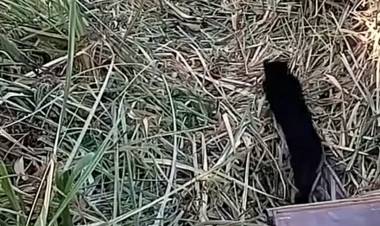 PARQUE NACIONAL CIERVO DE LOS PANTANOS: REINSERTAN DOS CRÍAS DE GATO MONTÉS