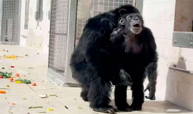 VAINILLA, UNA CHIMPANCÉ DE 29 AÑOS, VIO EL CIELO POR PRIMERA VEZ