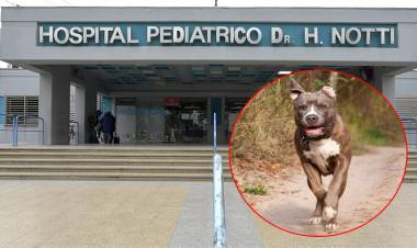 OTRO ATAQUE: UN PITBULL LE DESFIGURÓ LA CARA DE UNA NENA DE DOS AÑOS EN MENDOZA