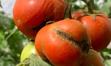SANIDAD VEGETAL: PREVENCIÓN DEL VIRUS RUGOSO DEL TOMATE