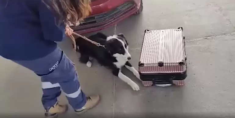 LOLA, UNA PERRA DESCUBRIÓ A UN HOMBRE QUE INTENTABA INGRESAR AL PAÍS CON ALREDEDOR DE 30.000 DÓLARES