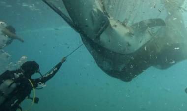 BUZOS SALVARON EN INDONESIA A CINCO TIBURONES ATRAPADOS EN UNA RED DE PESCA