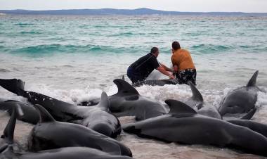 AYUDAN A VOLVER AL MAR A DECENAS DE BALLENAS VARADAS EN AUSTRALIA