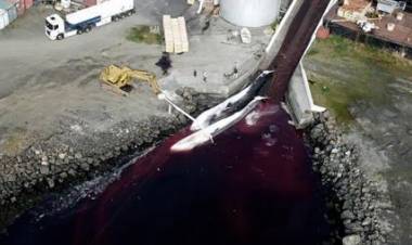 ISLANDIA: MATARON LAS PRIMERAS BALLENAS LUEGO DE QUE SE AUTORICE NUEVAMENTE LA CAZA