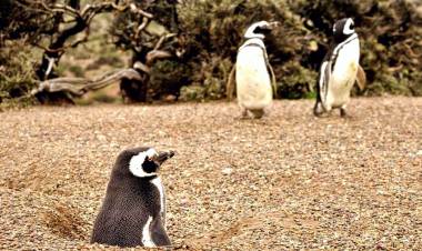 COMENZARON A LLEGAR LOS PRIMEROS PINGÜINOS DE LA TEMPORADA A LAS COSTAS DE CHUBUT