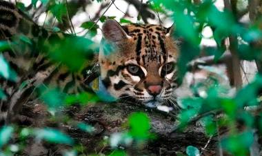 VIDEO DEL TERCER MAYOR FELINO DE AMÉRICA: LIBERARON A LA PRIMERA PAREJA DE OCELOTES EN EL PARQUE IBERÁ DE CORRIENTES