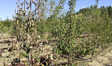 SANIDAD VEGETAL: ESTRATEGIAS DE CONTROL DE FITOPLASMAS
