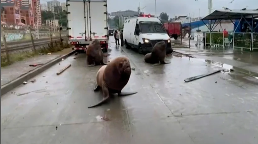 LOBOS MARINOS “SE UNEN” A UNA PROTESTA DE PESCADORES EN CHILE
