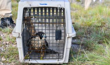 SAN LUIS: UN HALCÓN PEREGRINO REHABILITADO EN EL CENTRO DE CONSERVACIÓN DE VIDA SILVESTRE VOLVIÓ A SU HÁBITAT NATURAL